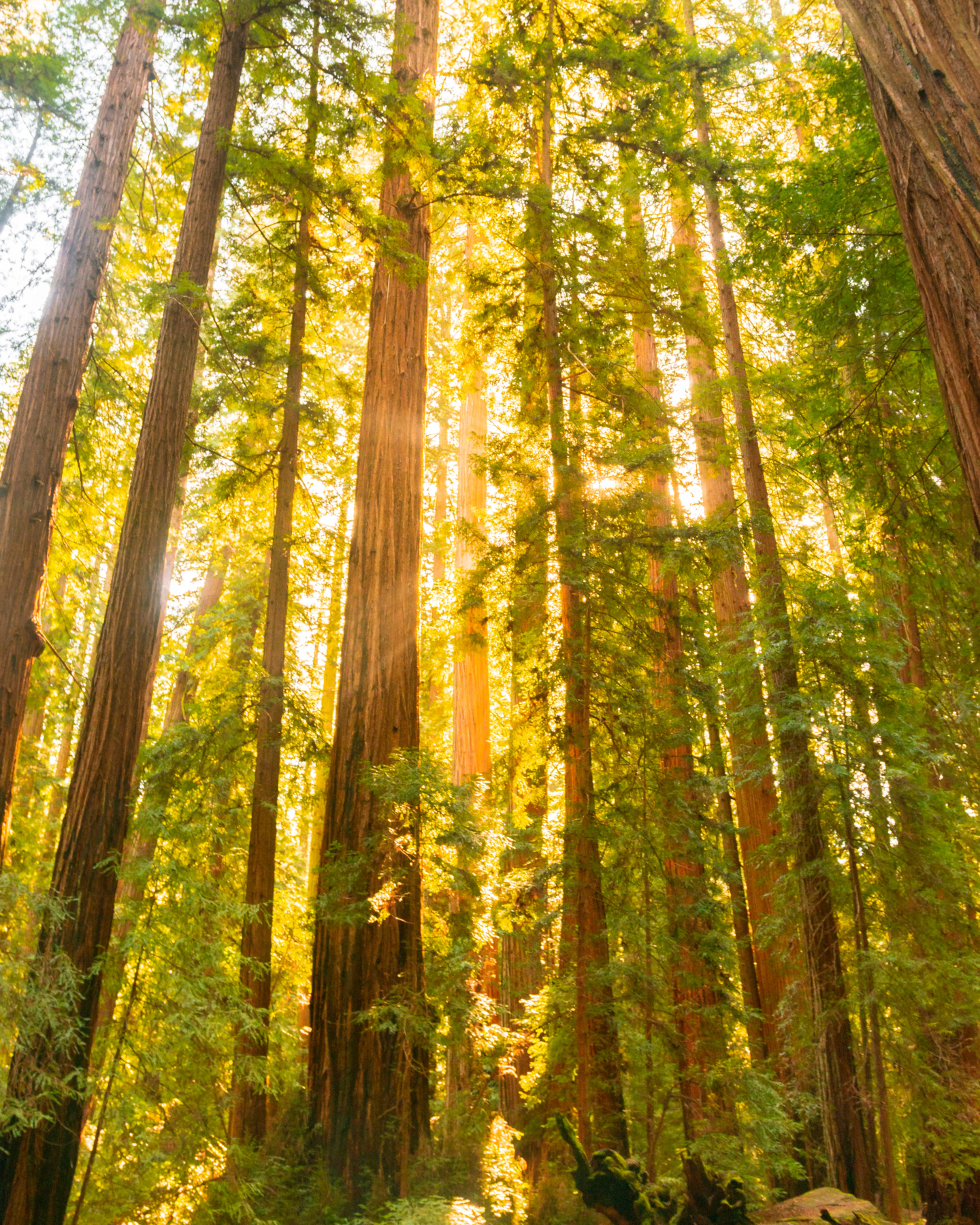 montgomery state reserve trees