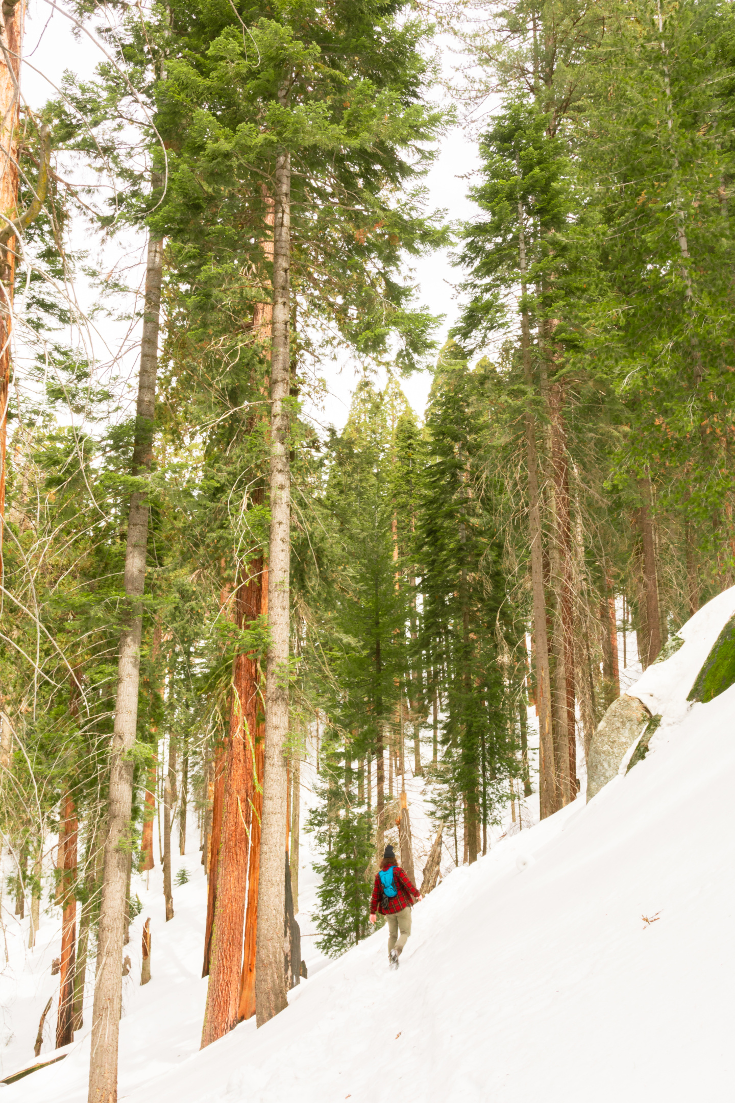 sequoia national park snow