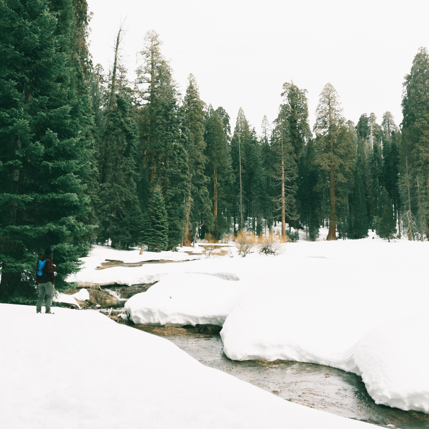 sequoia park