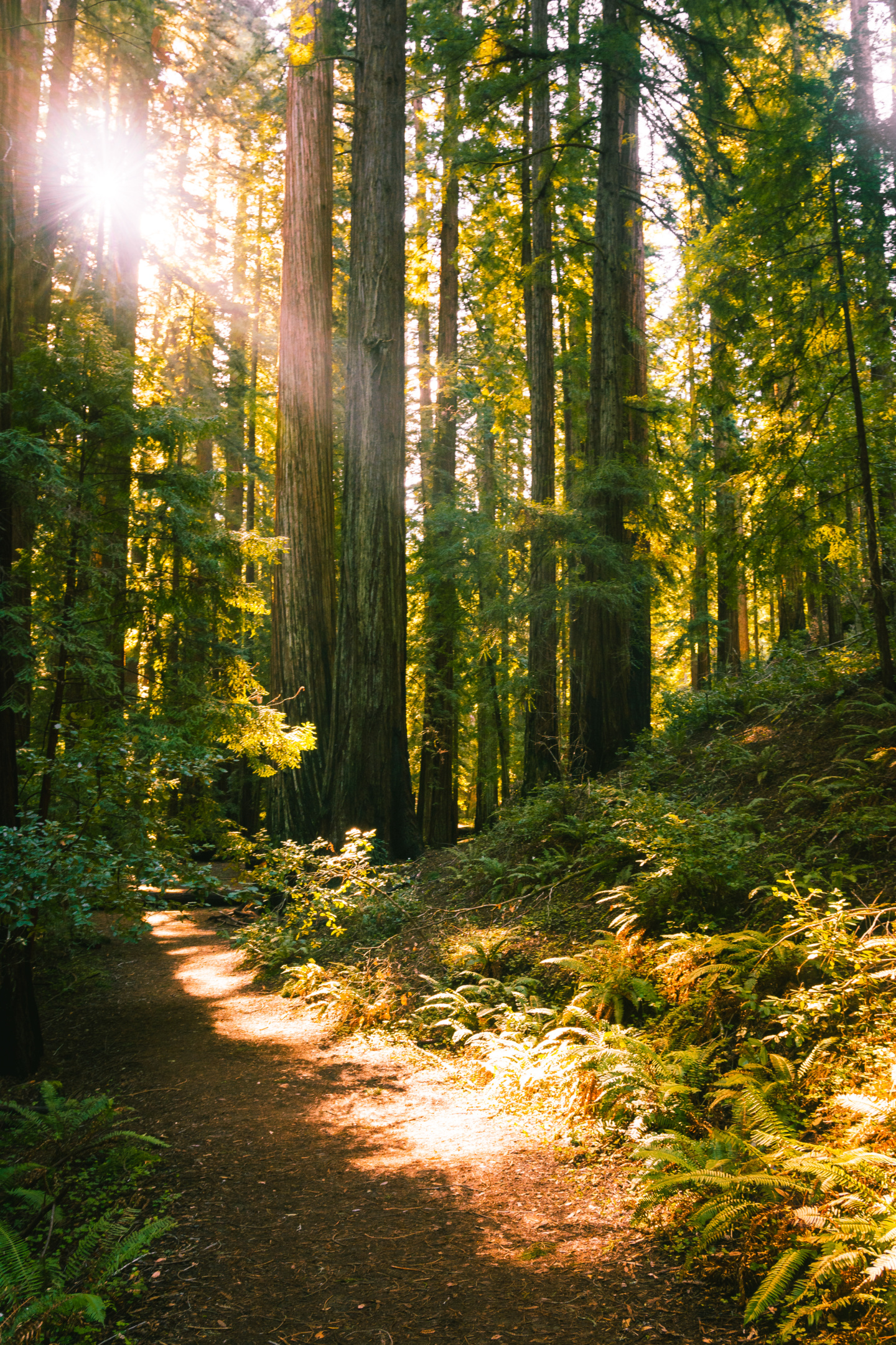 montgomery woods state reserve